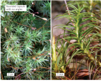 �������������� ����������