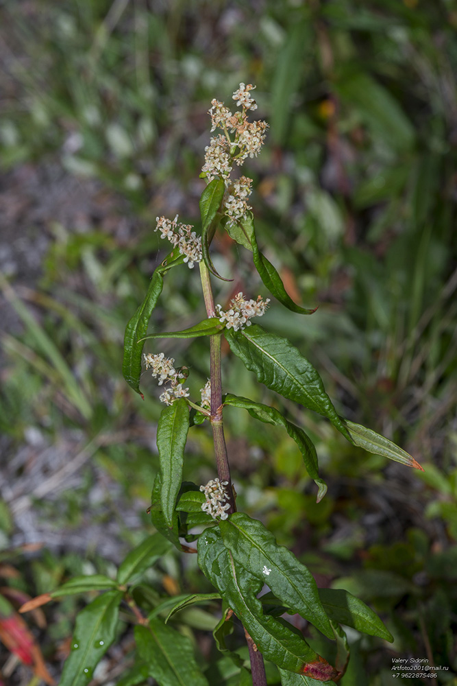 ������� ����������������