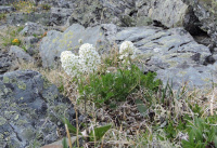 ���������� ������������