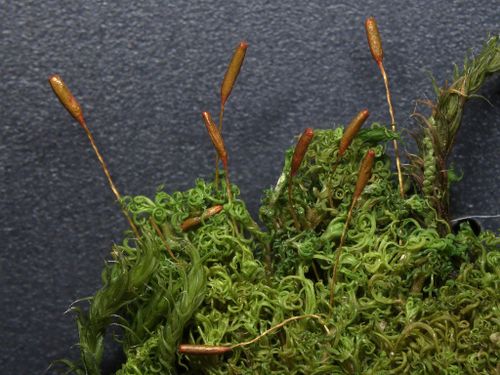 ���������� �����������