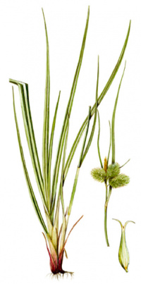 ����� ���������