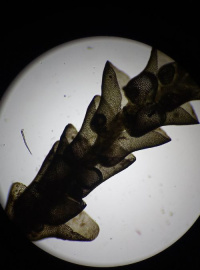 ����������� ��������