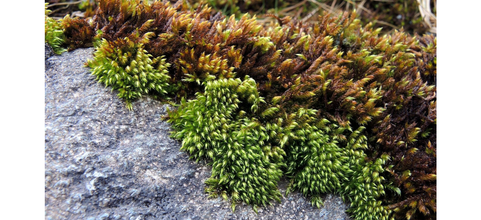 ������������ ��������