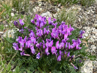 ������������� ������������