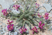 ������������� ������������