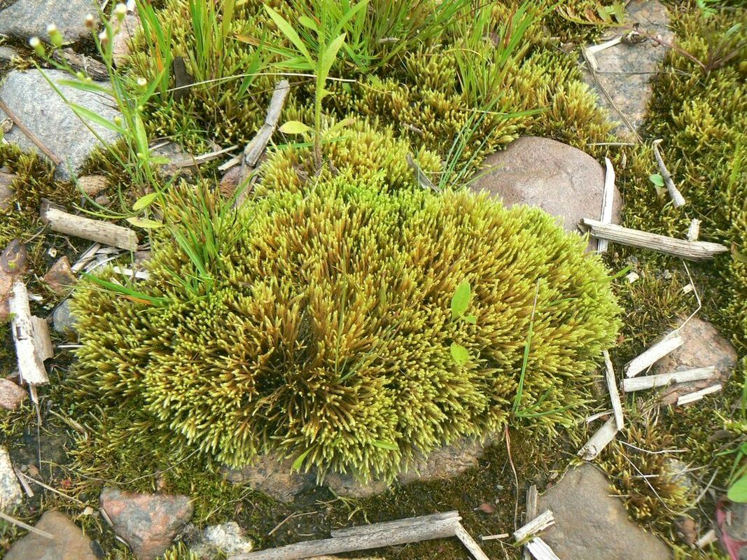 ��������� ��������