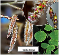 ������ ��������, ����� ������������