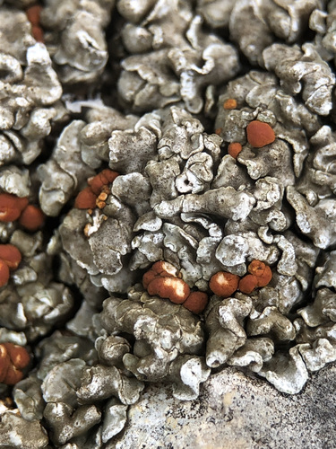 ����� ����������