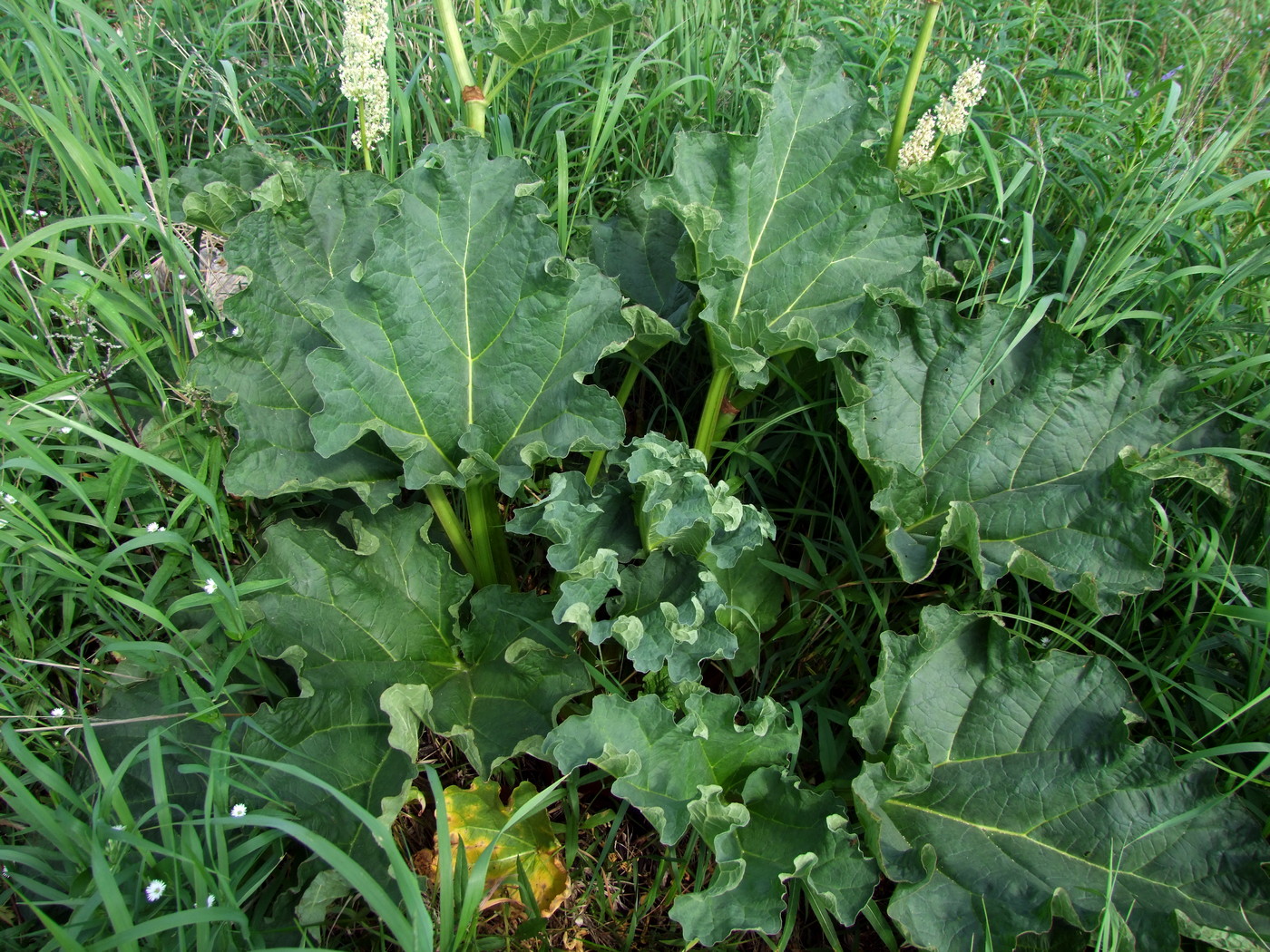 ������ ������������