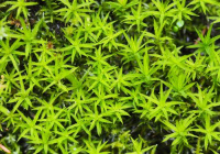 ������ ���������