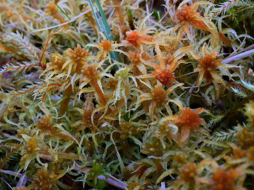 ������� ����������