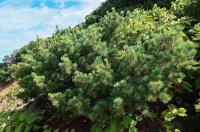 ����� �����������, ��� �������� �������