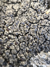 �������� ������������