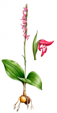 ���������� ����������� (��������� �����������, ������������ �����������) 