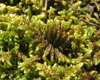 ��������� ����