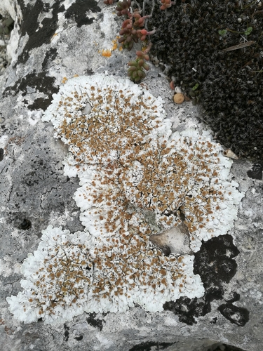 ���������� ��������������