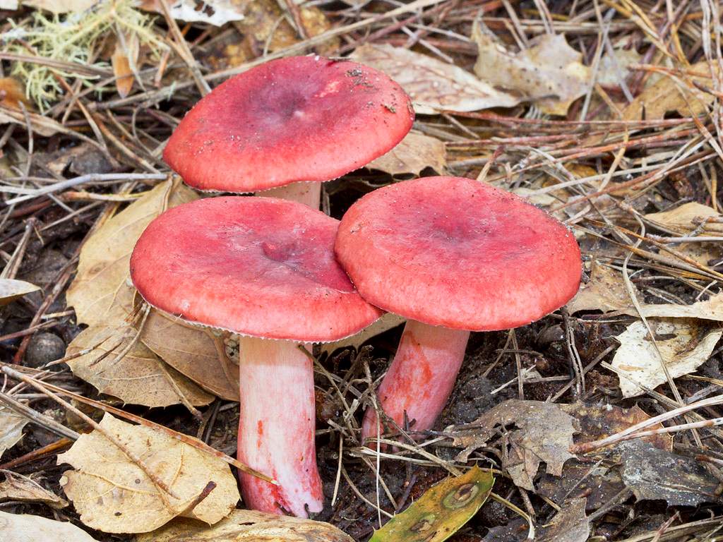 �������� �������