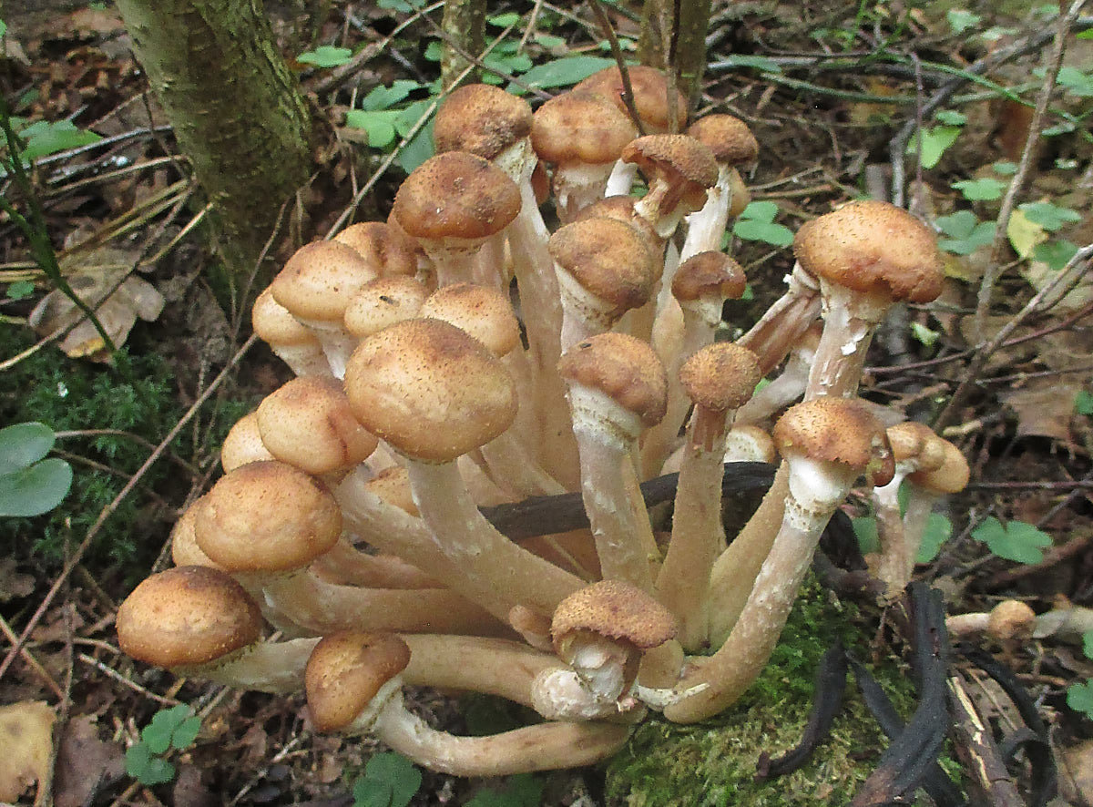 Armillaria mellea