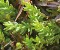 ���������� ����������