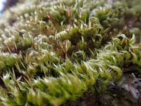 ������� ��������������