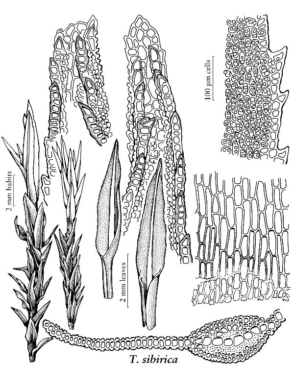 ������ ���������