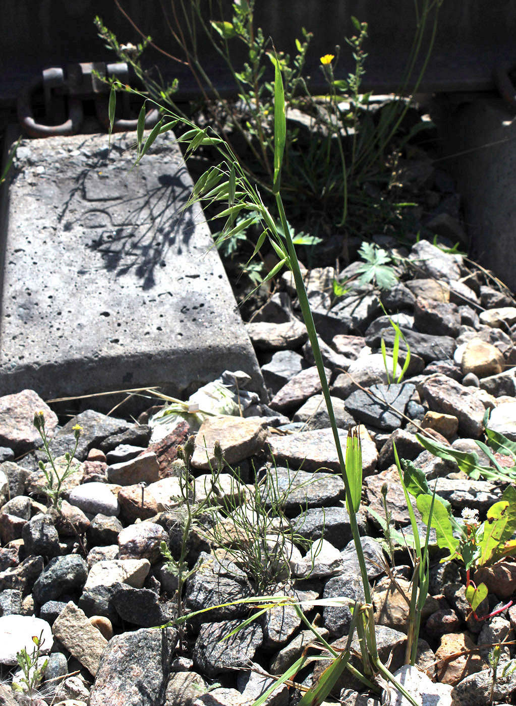 ���� ������