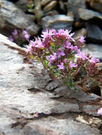 ������ ���������