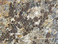 Acarospora veronensis