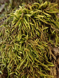 �������������� ����������