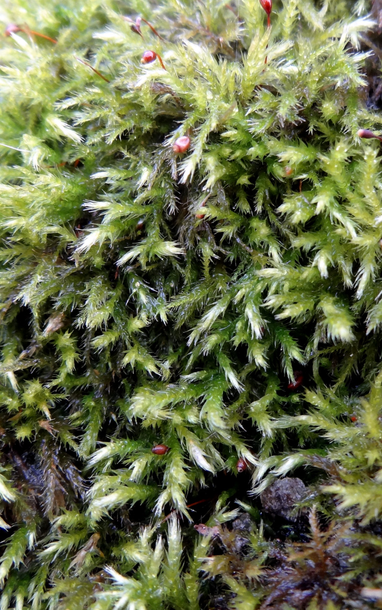 ������������ ���������