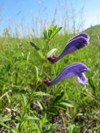 ������� ��������������