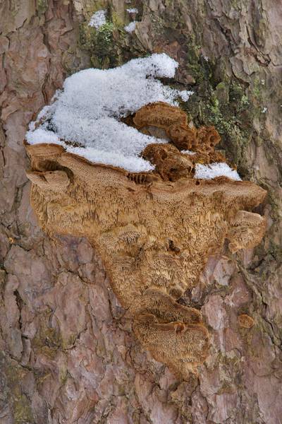 �������� �����