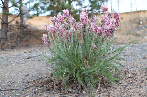 ������������� �������������