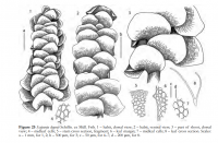 �������� ������