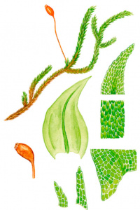 �������� ��������