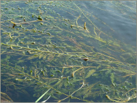 ����� ����������