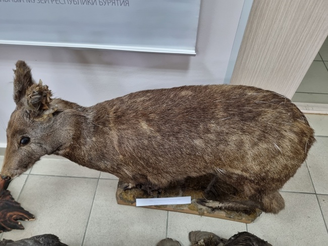 ������ ������� ���������