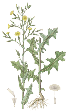 ����� ���������