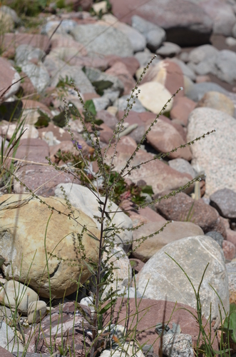 ������� ������������