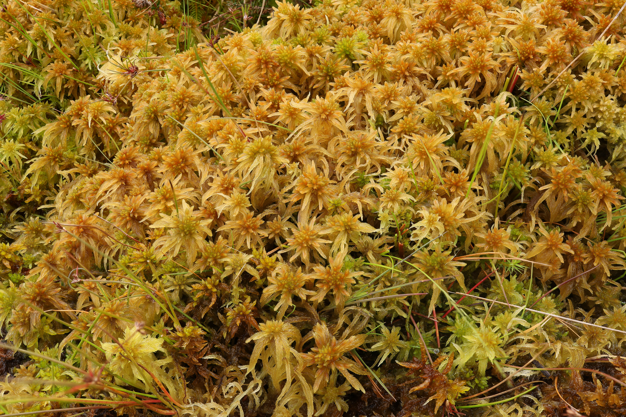 ������� ����������