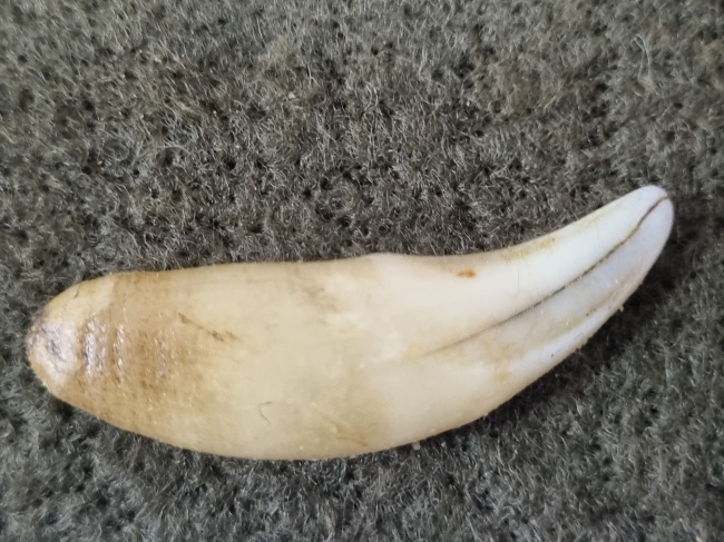 ���� �����