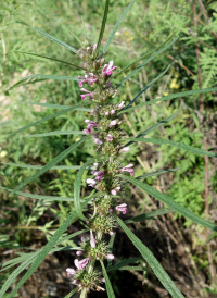 ��������� ��������