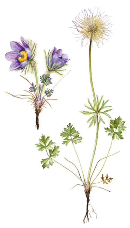 �������� �������