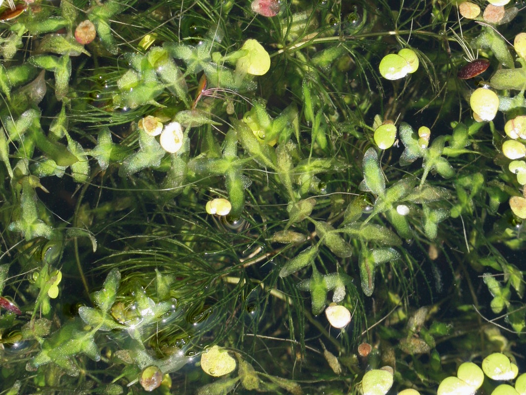 ����� ���������