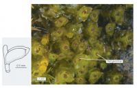 �������� �������������