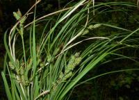 ����� ���������