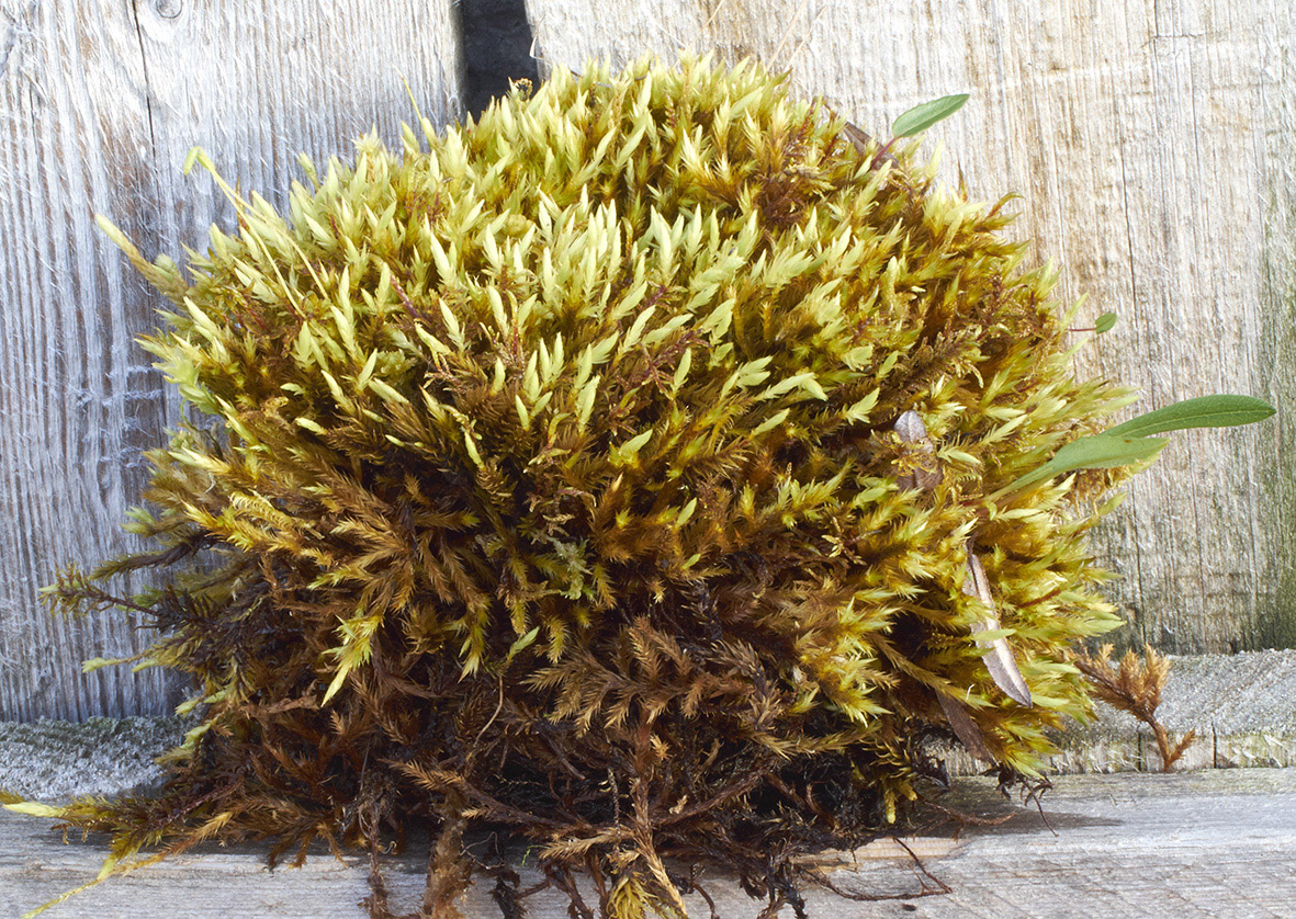 ����������� ���������