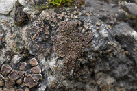 Acarospora glaucocarpa