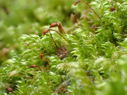 ������-������ ��������