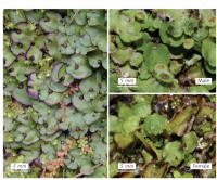 �������� ����������